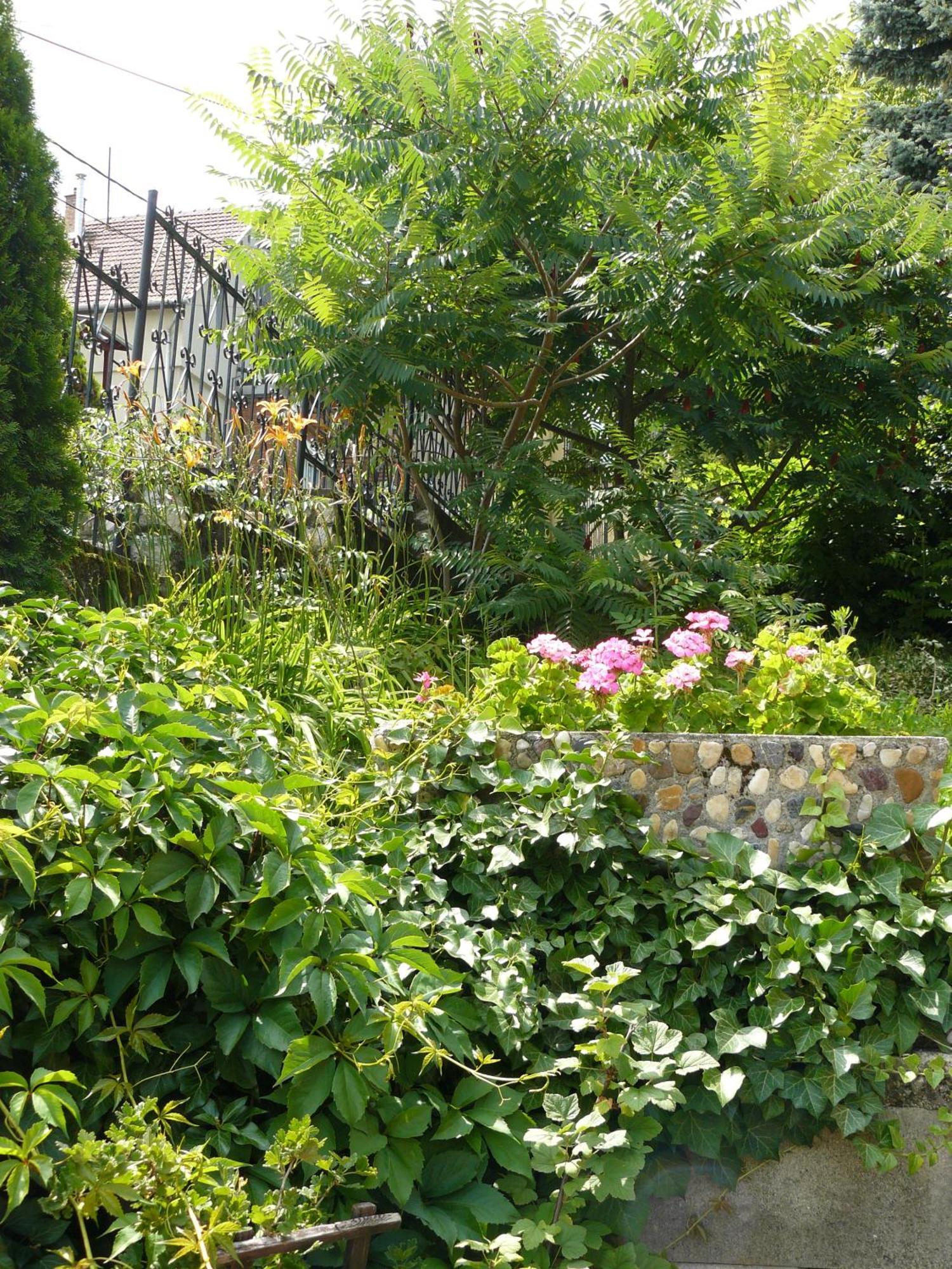 Hejo Apartman ミシュコルツ エクステリア 写真